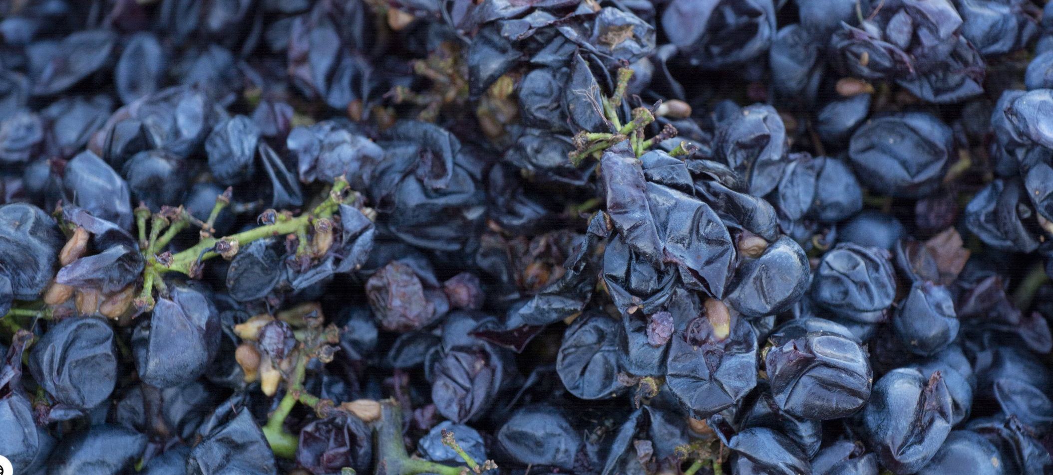 Hyfé converting food waste into sustainable biofuel feedstocks — circular economy companies clean energy USA